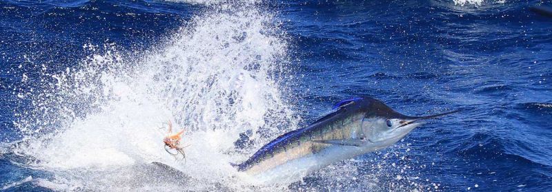 True Blue Fishing Charters - Attractions 6