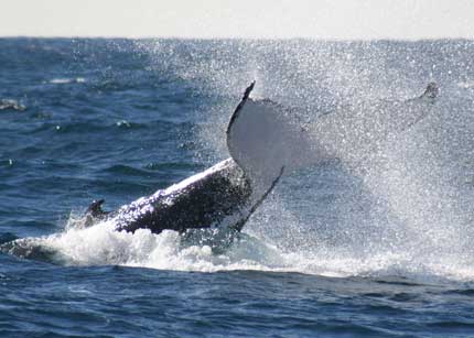 Whale Watching Sydney - Nambucca Heads Accommodation