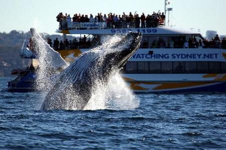 Whale Watching Sydney - Attractions Melbourne 1
