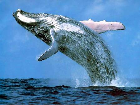 Whale Watching Sydney - Attractions Melbourne 3