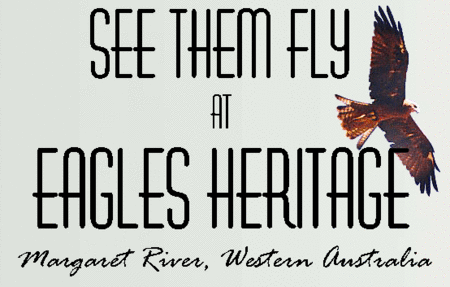 Eagles Heritage Raptor Wildlife Centre - Attractions Perth