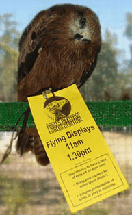 Eagles Heritage Raptor Wildlife Centre - Accommodation Sydney 1