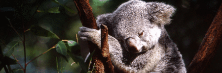 Koala and River Cruise by Mirimar Cruises - Accommodation in Brisbane