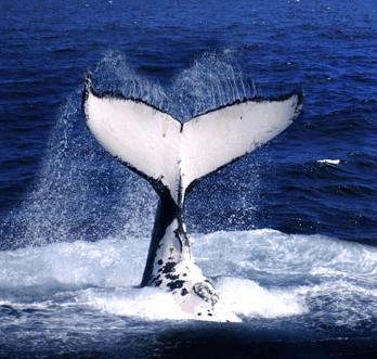 Brisbane Whale Watching - Kawana Tourism