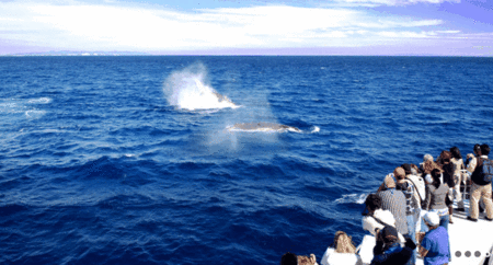 Brisbane Whale Watching - Attractions 1