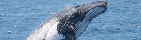 Brisbane Whale Watching - Attractions Melbourne 2