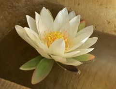 St Georges Natural Health Therapies - tourismnoosa.com 3