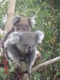 Jirrahlinga Koala & Wildlife Sanctuary - Accommodation Perth 1
