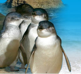 Phillip Island Penguin Parade - Accommodation Adelaide