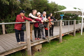 Phillip Island Penguin Parade - Accommodation Airlie Beach 1