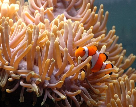 Reef HQ Great Barrier Reef Aquarium - WA Accommodation