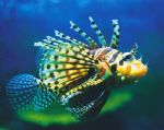 Underwater World - Broome Tourism