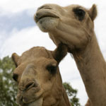 Marapana Wildlife Park - Attractions Perth 3