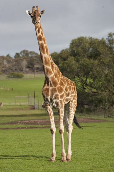 Monarto Zoo - Attractions Perth 3