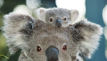 Billabong Koala And Wildlife Park - Accommodation ACT 0