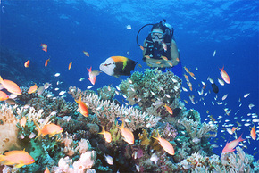Drop Zone Dive Site - Tourism Bookings