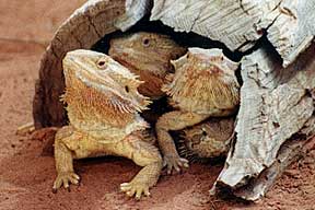 Alice Springs Reptile Centre - Accommodation NT