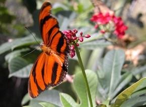 Butterfly Farm - Broome Tourism 0