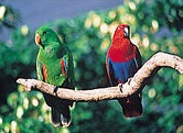 The Rainforest Habitat - Attractions Perth 1