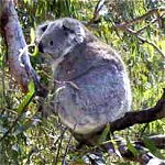 Koala Conservation Centre - Geraldton Accommodation