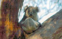 Koala Conservation Centre - thumb 2