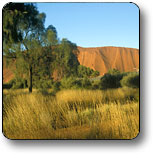 Uluru - Kata Tjuta National Park - Accommodation Yamba