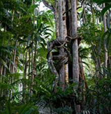 Rainforest Skywalk - Accommodation ACT 3