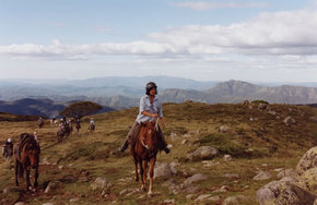High Country Horses - Accommodation Find 0