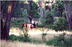 High Country Horses - Accommodation ACT 1
