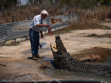 Koorana Saltwater Crocodile Farm - tourismnoosa.com 1