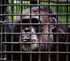Rockhampton Zoo - Accommodation Mount Tamborine