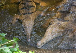 Rockhampton Zoo - tourismnoosa.com 1
