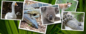 Rockhampton Zoo - Attractions Perth 2