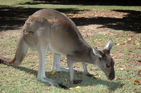 Bunbury Wildlife Park - Attractions Perth 1