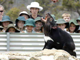 Tasmania Zoo - Accommodation Brunswick Heads