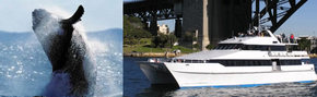 Prestige Harbour Cruises - Accommodation Resorts 3
