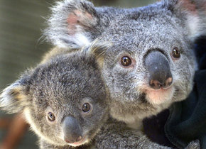 Symbio Wildlife Gardens - Attractions Melbourne 1