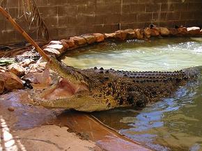 Wyndham Zoological Gardens and Crocodile Park