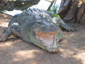 Wyndham Zoological Gardens And Crocodile Park - Accommodation Perth 2