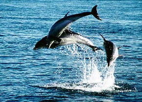 Polperro Dolphin Swims - Broome Tourism 1