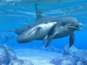 Polperro Dolphin Swims - thumb 3