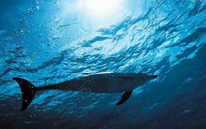 Dolphcom - Dolphin & Whale Swimming Adventures - tourismnoosa.com 1