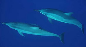 Dolphcom - Dolphin & Whale Swimming Adventures - Hotel Accommodation 3