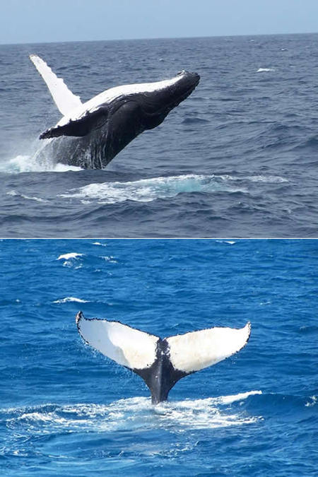 Mills Charters Fishing And Whale Watch Cruises - Attractions Melbourne 3