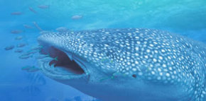 Ningaloo Blue Dive - Attractions 1