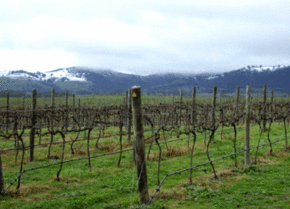 Kinloch Wines - Lightning Ridge Tourism