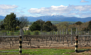 Buller View Wines - Accommodation Bookings