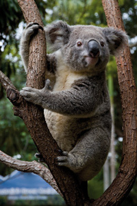 Currumbin Wildlife Sanctuary - Attractions Melbourne 1