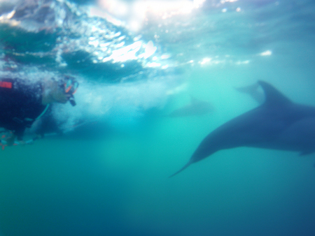 Dolphin Swim Australia - Accommodation Mermaid Beach 2