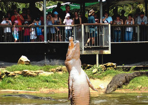 Crocodylus Park - Accommodation Sydney 2